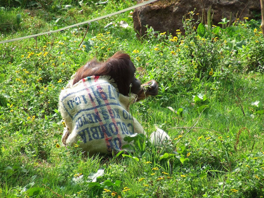 Monkey